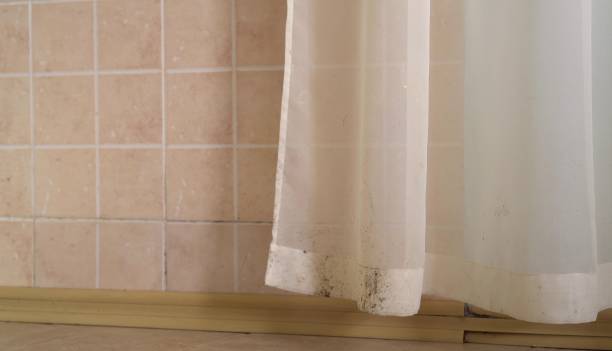Best Black Mold Removal  in Drexel Heights, AZ