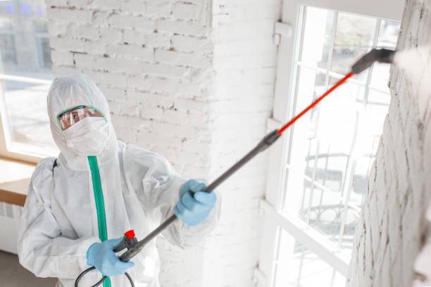 Mold Odor Removal Services in Drexel Heights, AZ