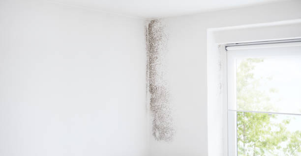 Best HVAC Mold Inspection and Cleaning  in Drexel Heights, AZ