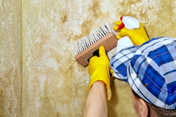 Best Forensic Mold Investigation  in Drexel Heights, AZ