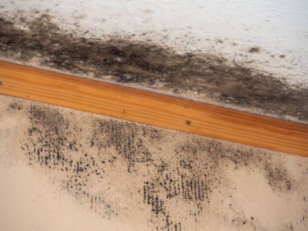Best Air Quality Testing for Mold Spores  in Drexel Heights, AZ