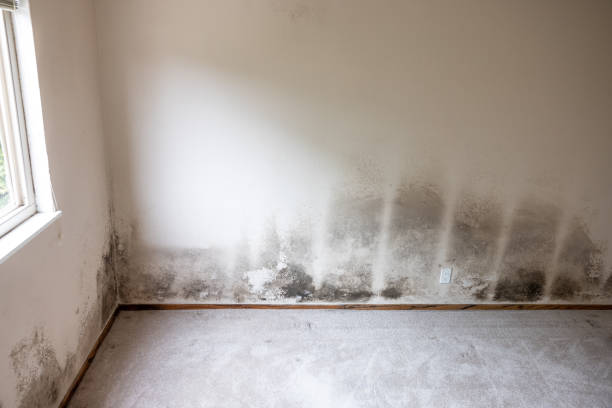 Best Mold Odor Removal Services  in Drexel Heights, AZ