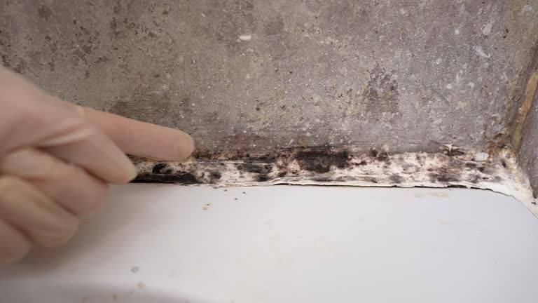 Best Black Mold Removal  in Drexel Heights, AZ