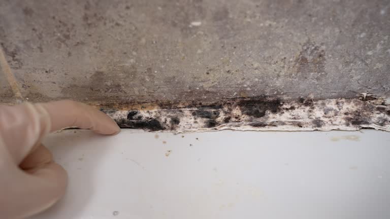 Best Mold Prevention Services  in Drexel Heights, AZ