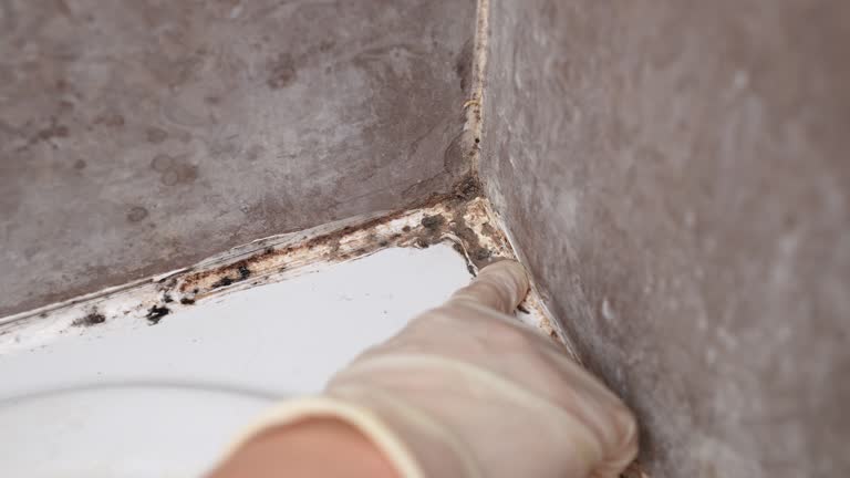 Best Biohazard Mold Removal  in Drexel Heights, AZ