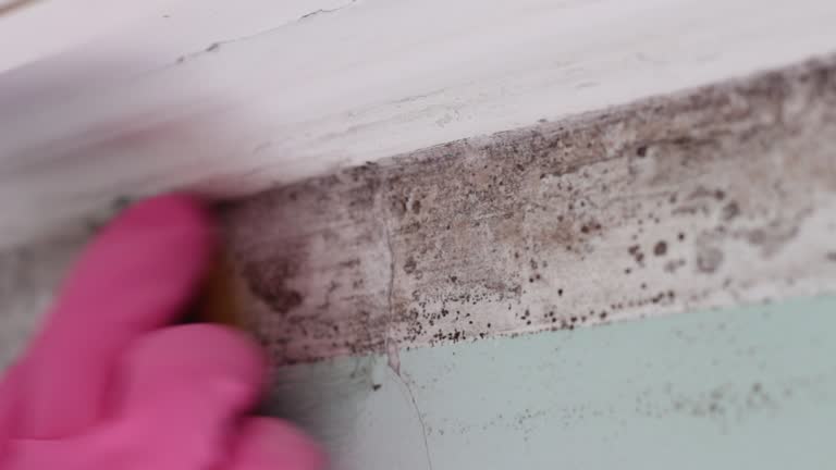 Biohazard Mold Removal in Drexel Heights, AZ